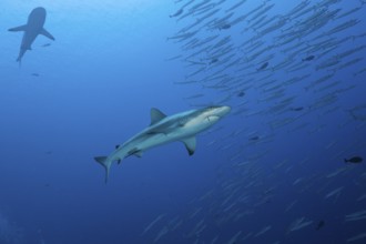 Grey reef shark and barracudas, Carcharhinus amblyrhynchos, Ulong Channel, Micronesia, Palau