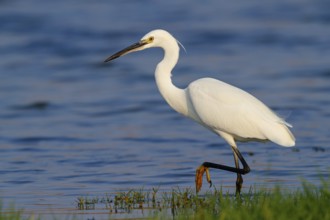 Little egret foraging, (Egretta garzetta) Salalah, Khawr Rawri, Dhofar, Oman