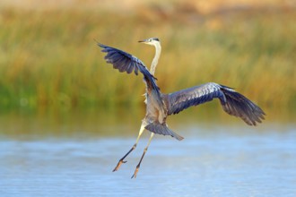 Great Egret, Heron, foraging, (Ardea cinerea) Salalah, Raysut, Dhofar, Oman
