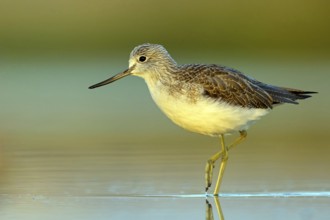 Greenshank, (Tringa nebularia) Wading bird, limesticks, foraging in mudflats, snipe family Salalah,