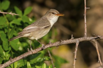 Olive warbler, (Hippolais olivetorum), animal, animals, bird, birds, biotope, habitat, perch,