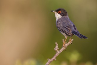 Velvet-headed warbler, (Sylvia melanocephala), warbler family, biotope, habitat, perch, foraging,
