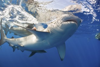 Galapagos sharks, Carcharhinus galapagensis, Oahu, Pacific, Hawaii, USA