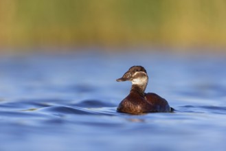 White-headed Ruddy Duck, (Oxyura leucocephala), female, Hides de El Taray Floating Hid, Villafranca