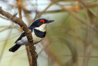 Band-tailed Flycatcher, Lappet Flycatcher, Brown-throated Flycatcher, (Platysteira cyanea), Africa,