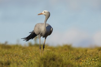 Paradise Crane, (Grus paradisea), (Anthropoides paradisea), Crane family, South Africa, Africa,