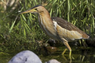 Little Bittern, Little Bittern, (Ixobrychus minutus), foraging, Europe, Greece, Lesbos Island,