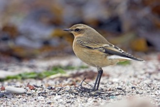 Wheatear, (Oenanthe oenanthe), songbird, bird of the flycatcher family, Bad Dürkheim district,