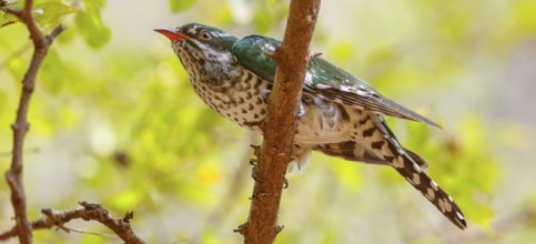 Golden cuckoo, Afrotropical species, family of golden cuckoos, cuckoo, (Chrysococcyx caprius), Wadi