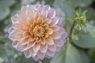 Dahlia flower as a decoration in an urban park. Selestat, Alsace, France
