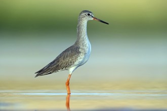 Redshank, (Tringa totanus), Animals, Birds, Snipe family, Raysut, Salalah, Sohar, Oman
