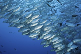 Shoal of bigeye jacks, Caranx sexfasciatus, Blue Corner, Micronesia, Palau