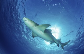Lemon Shark, Negaprion brevirostris, Bahamas, Grand Bahama Island, Atlantic Ocean