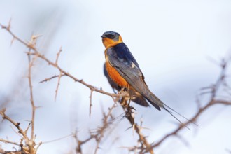 Red-breasted Swallow, (Hirundo semirufa), animals, birds, swallows, perch, Mkuze Game Reserve,
