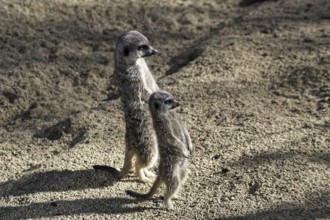Two meerkats standing upright in the sunny sand, attentively observing, meerkat (Suricata