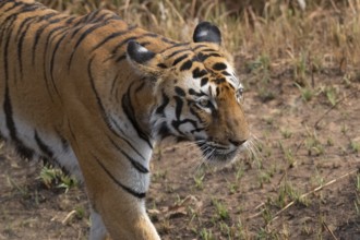 Tiger (Panthera tigris), Bengal tiger or Indian tiger, big cat (Pantherinae), carnivore