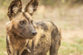 Starring African wild dog in the Kruger National Park, South Africa