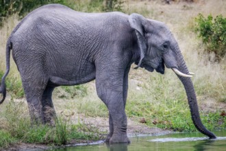 Elephant drinking at a water dam in the Kruger National Park, South Africa