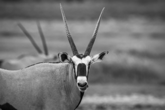 Gemsbok starring at the camera in black and white in the Kgalagadi Transfrontier Park, South Africa