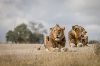 Two Lions laying on the road in the Sabi Sand Game Reserve, South Africa