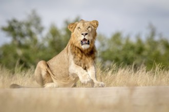 Young male Lion sitting down in the Kruger National Park, South Africa