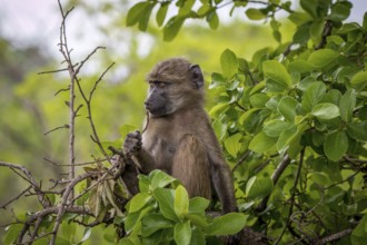 Baby Baboon relaxing in the Kruger National Park, South Africa