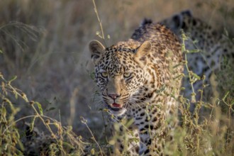 Young Leopard walking towards the camera in the Kruger National Park, South Africa
