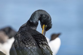 Shag (Phalacrocorax Aristotelis) on the Farne Islands, Northumberland, England, Great Britain