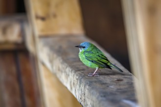 Close-up of a Blue dacnis perched on a wooden board, Serra da Mantiqueira, Atlantic Forest,