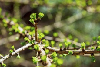 Conifer