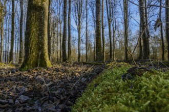 Autumn forest with moss and fallen leaves, sunlight through the trees, Isar meadows