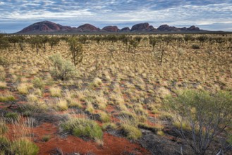 Kata Tjuta, formerly The Olgas, panorama, view from south, Uluru-Kata Tjuta National Park, Northern