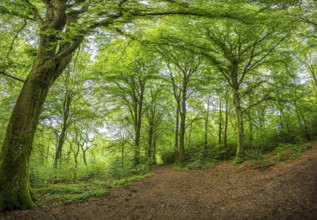 A shady forest path winds through lush green trees, mixed forest in Gelpetal, Wuppertal