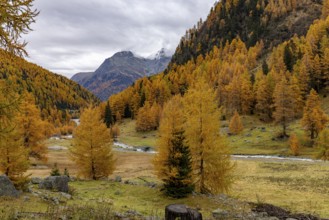 Wild Susasca at the Alp Pra Dadoura, torrent below the Flüela Pass, Val Susaca, S-chanf, Engadin,