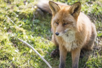 Red fox, Vulpes vulpes sitting and looking towards the camera