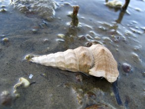 Sea shell of a snail in its natural place on a mud flat, Australia