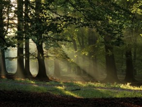 Beech forest with fog and warm sunshine in autumn, fall, Denmark
