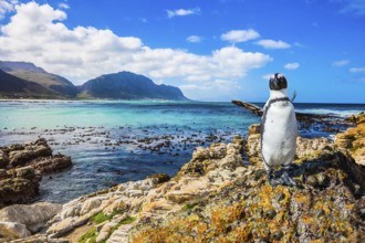 Fanny african black - white penguin on the beach of Atlantic.The boulders and algae. Boulders
