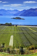 New Zealand, South Island. Picturesque vineyard descends down the mountains to the water. Adorable