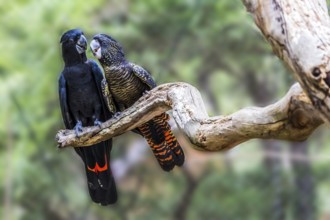 Gentle couple. Pair of parrots are sitting on a dry branch. Budgerigars are small, brightly