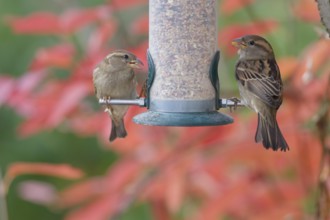 Sparrow eating seeds from a feeder. seasonal bird feeding. Bad Salzschlirf, Hessen, Germany