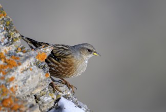 Alpine Accentor (Prunella collaris), Small grey-brown bird sits on a rock and looks watchfully into