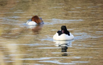 A goosander in the zugwiesen Area, Germany