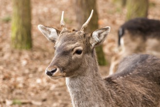 Deer
