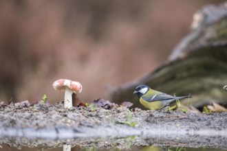 Great tit in autumn with mushroom