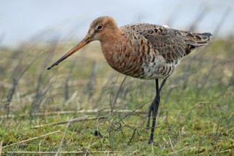 Black-tailed godwit, Limosa limosa