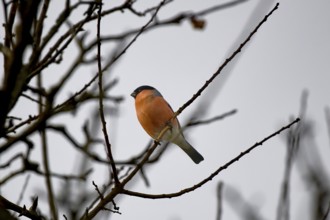 A bullfinch (Pyrrhula pyrrhula) resting on a slender branch in bare surroundings, Wismar-Kluß pond