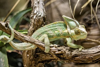 A chameleon sits on a dark brown branch, embedded in a natural environment with plants, A Yemen