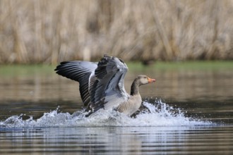 Landende Graugans. landing greylag goose