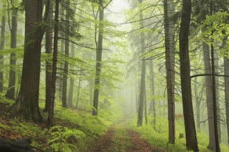 Trail through spring deciduous forest in foggy weather, Bischofskoppe Mountain, May, Poland